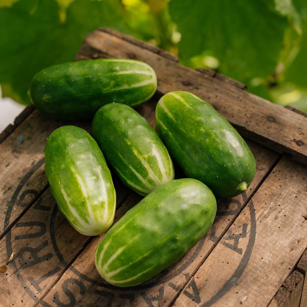 Kurkun siemenet 'Liefje' - 10 luomusiementä