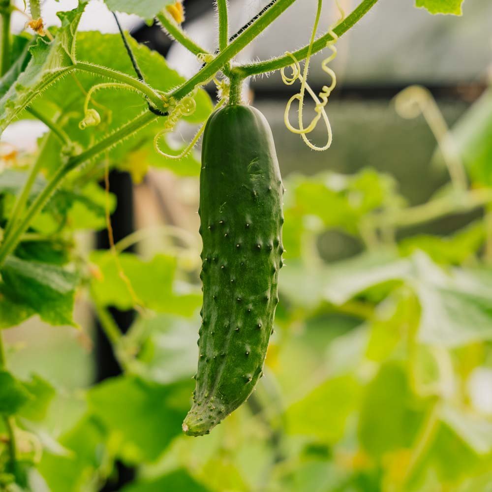 Kurkun siemenet 'Marketmore' - 10 luomusiementä