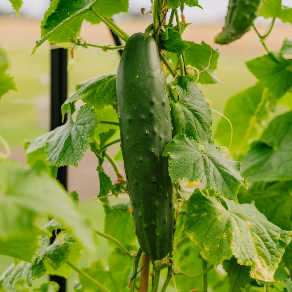 Kurkun siemenet 'Marketmore' - 10 luomusiementä