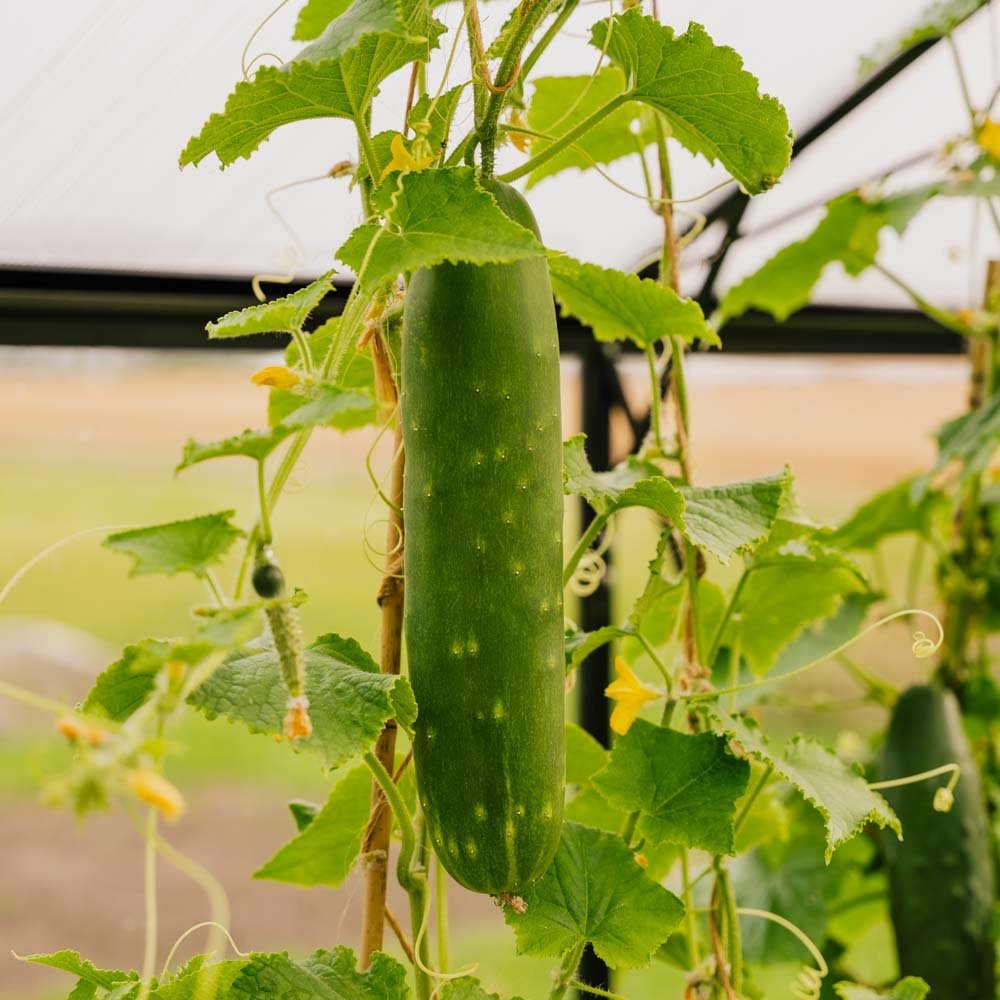 Kurkun siemenet 'Tanja' - 10 luomusiementä