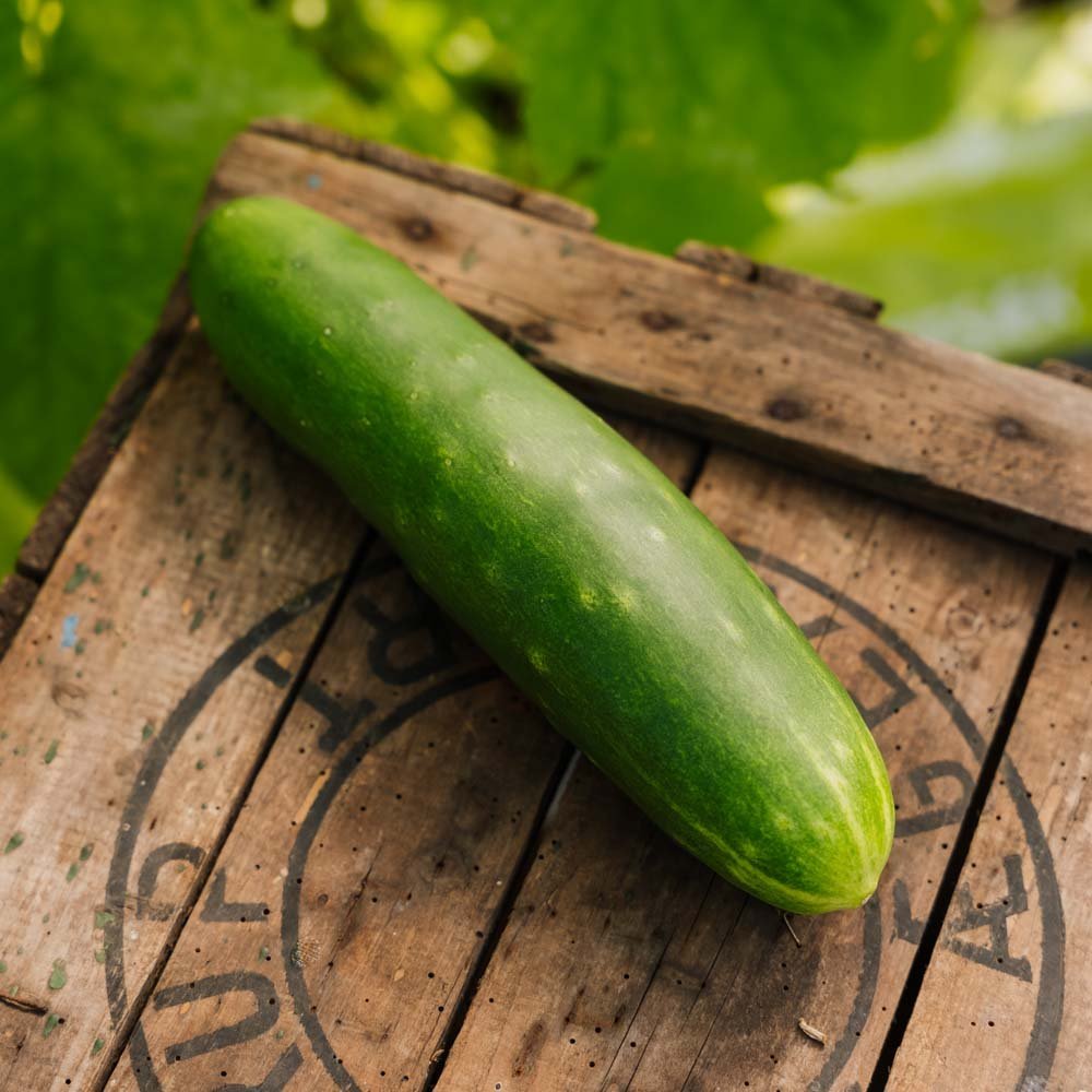 Kurkun siemenet 'Tanja' - 10 luomusiementä
