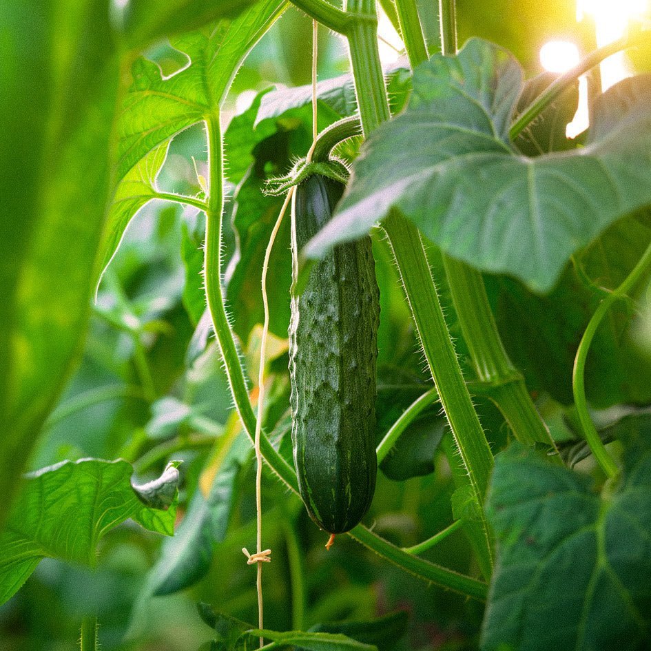 Kurkun siemenet 'Telegraph Improved' - 10 luomusiementä