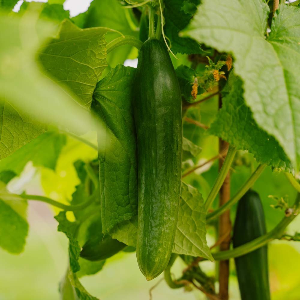 Kurkun siemenet 'Telegraph Improved' - 10 luomusiementä