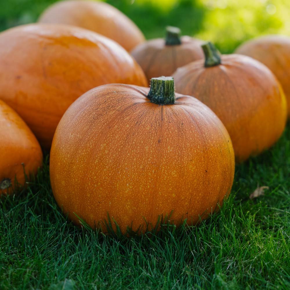 Kurpitsansiemenet 'Jack O’Lantern' - 5 luomusiementä