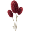 Sanguisorba paljasjuuritaimet / Punaluppio
