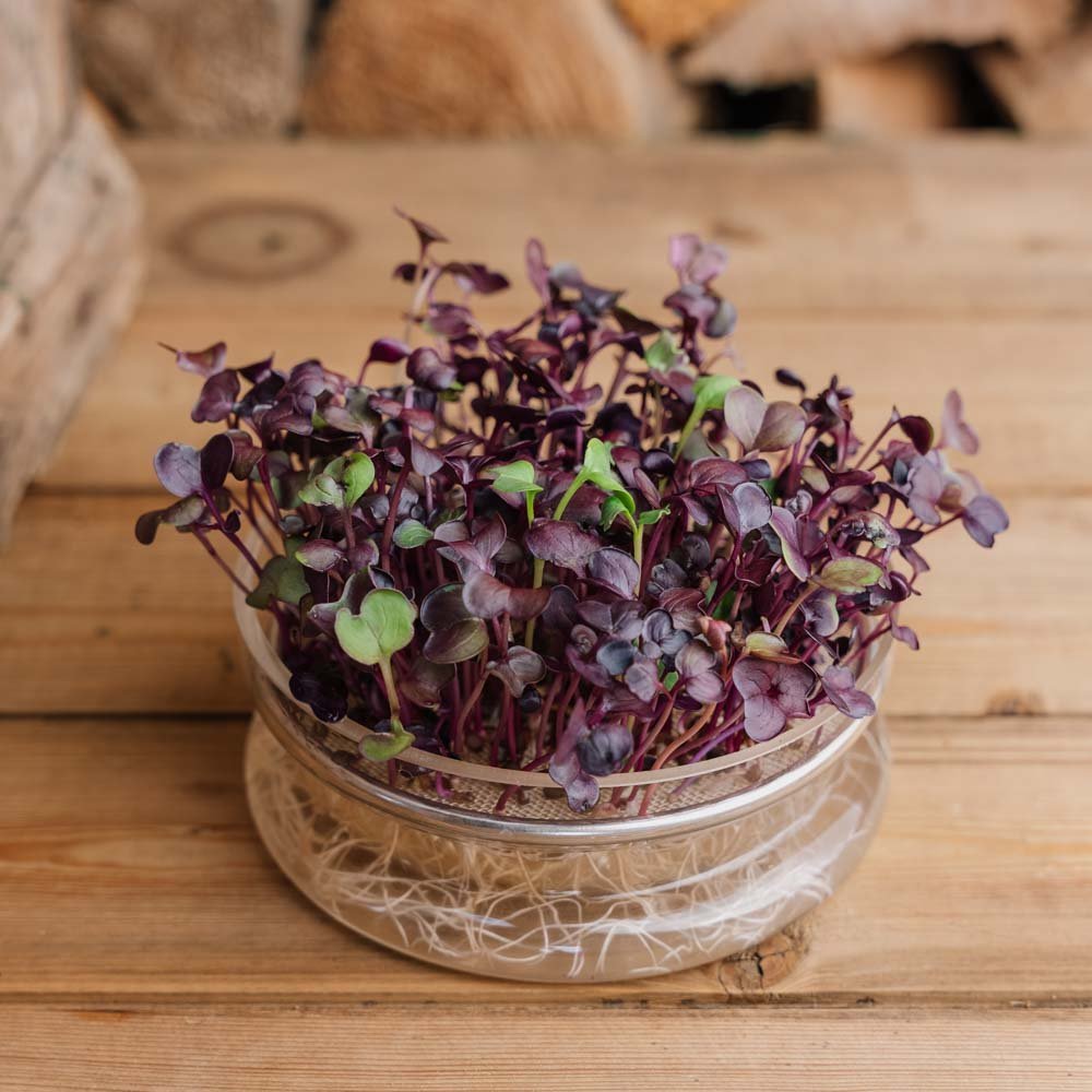 Lajittele radise mikrovihanneset siemenet - 1100 Ekologiset Siemenet