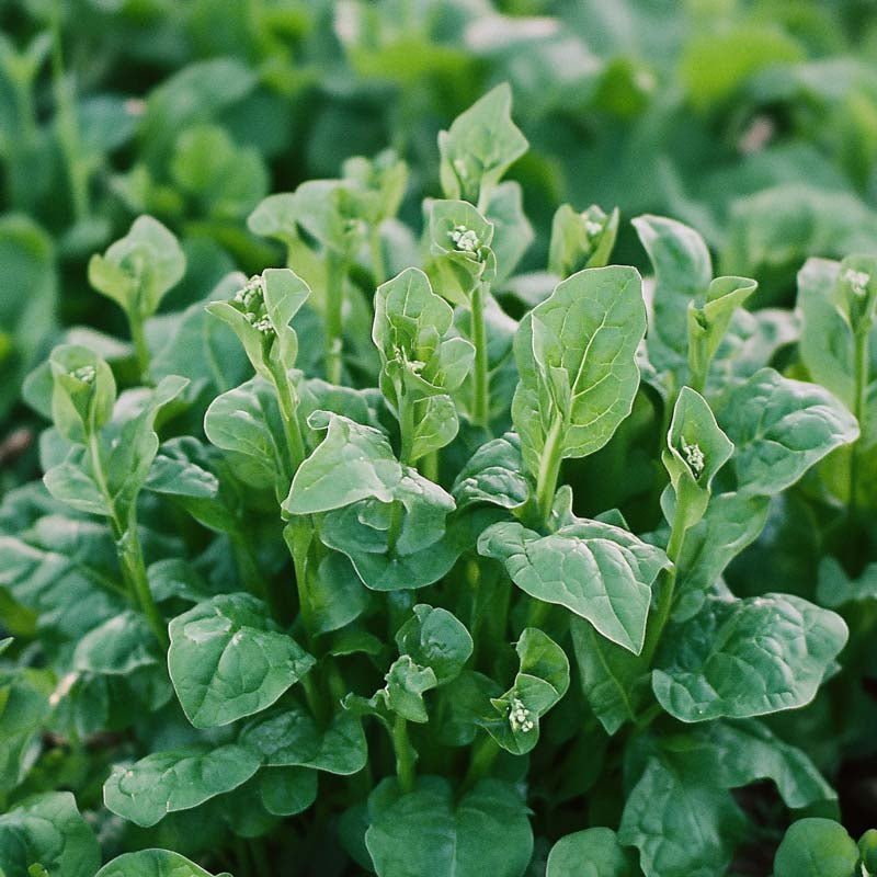 Lamopinaatin (uudenseelanninpinaatin) siemenet - 75 luomusiementä