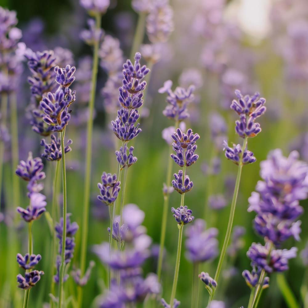 Laventelin siemenet 'Lavender' - 200 luomusiementä