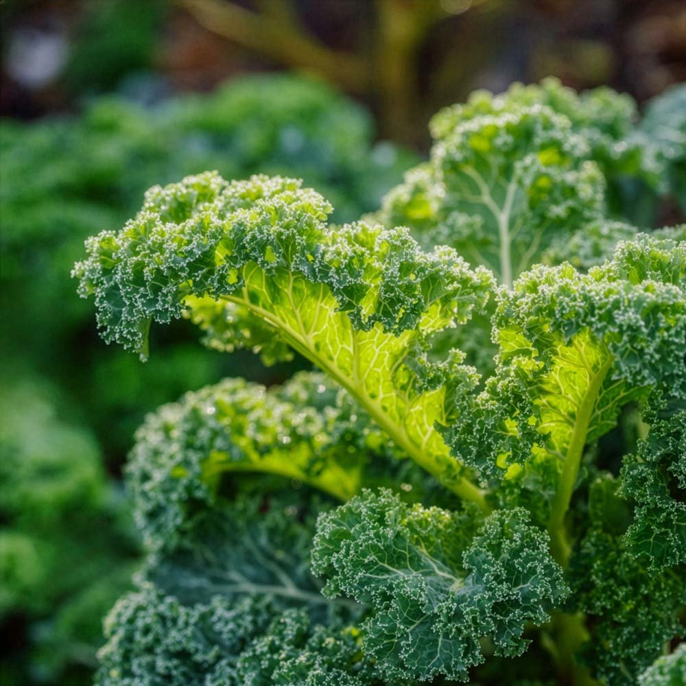Lehtikaalin siemenet 'Westland Winter' - 75 luomusiementä