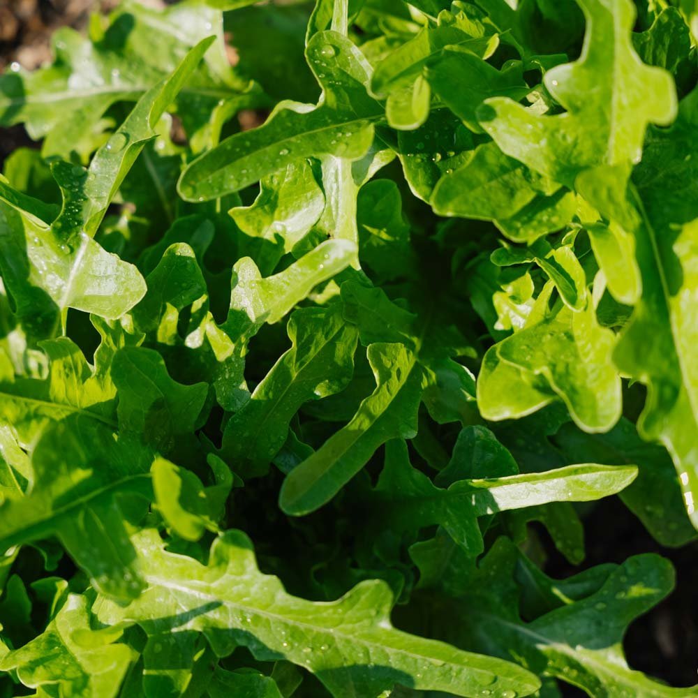 Lehtisalaatin siemenet 'Catalogna' - 200 luomusiementä