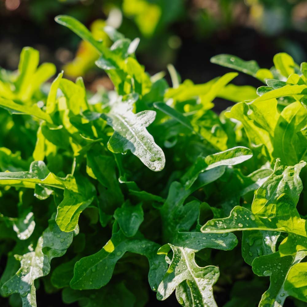 Lehtisalaatin siemenet 'Catalogna' - 200 luomusiementä