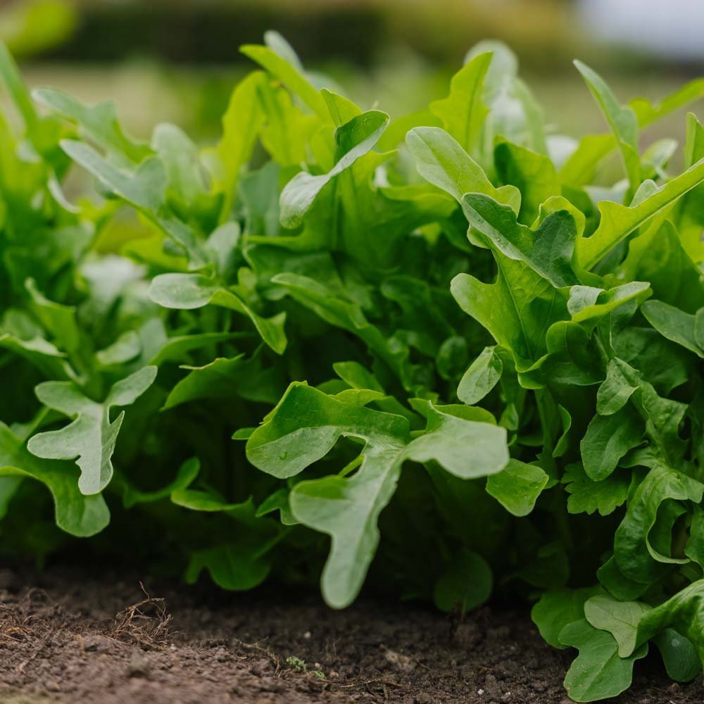 Lehtisalaatin siemenet 'Catalogna' - 200 luomusiementä