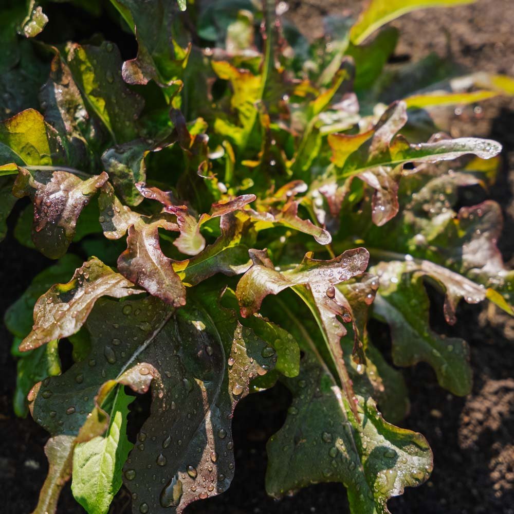 Lehtisalaatin siemenet 'Cocarde' - 200 luomusiementä