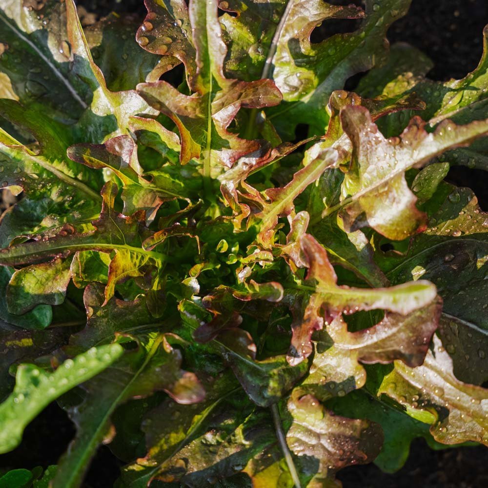 Lehtisalaatin siemenet 'Cocarde' - 200 luomusiementä