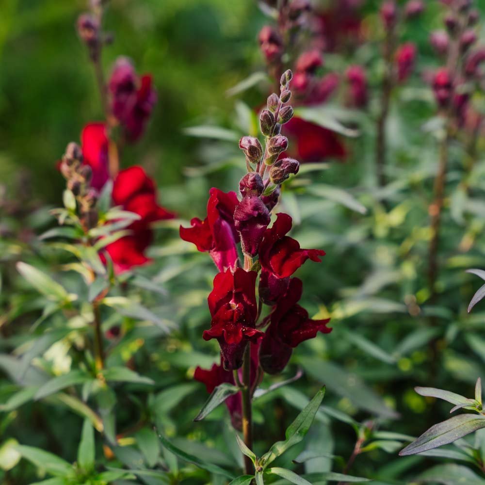 Leijonankidan siemenet 'Black Prince' - 100 luomusiementä