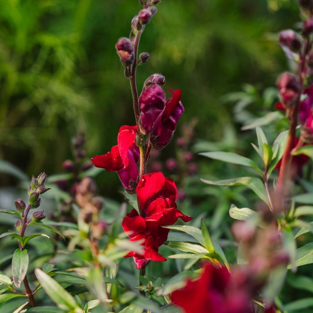 Leijonankidan siemenet 'Black Prince' - 100 luomusiementä
