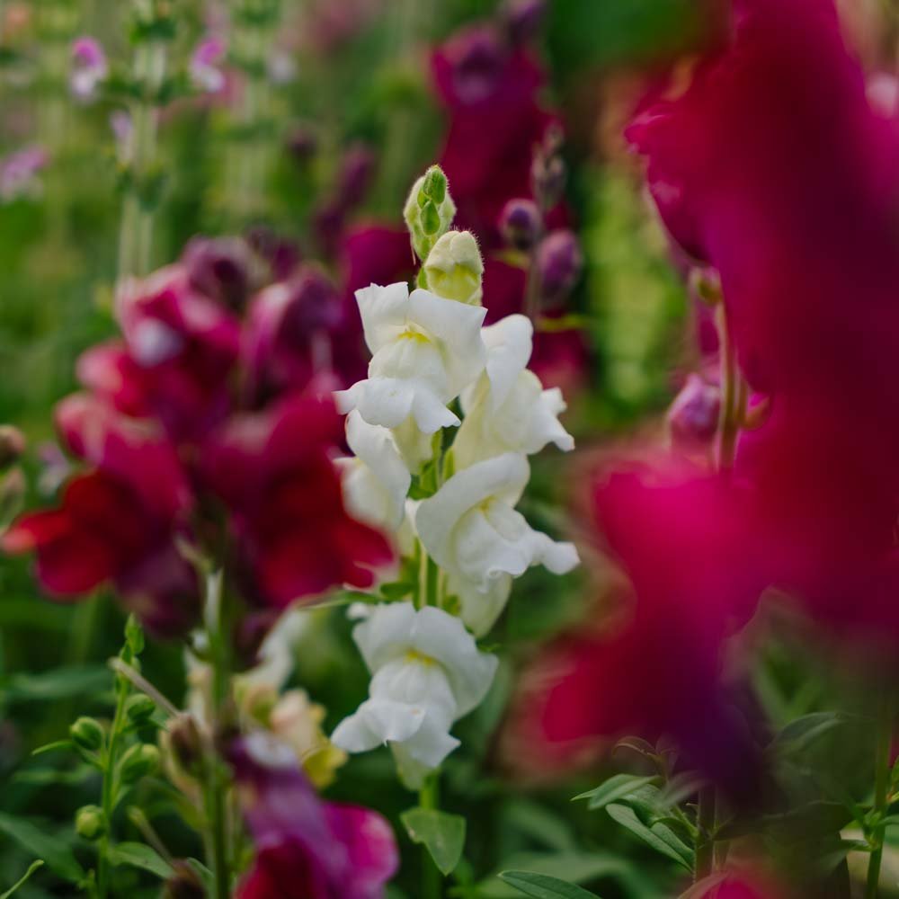 Leijonankidan siemenet 'Snapdragon' - 1500 luomusiementä