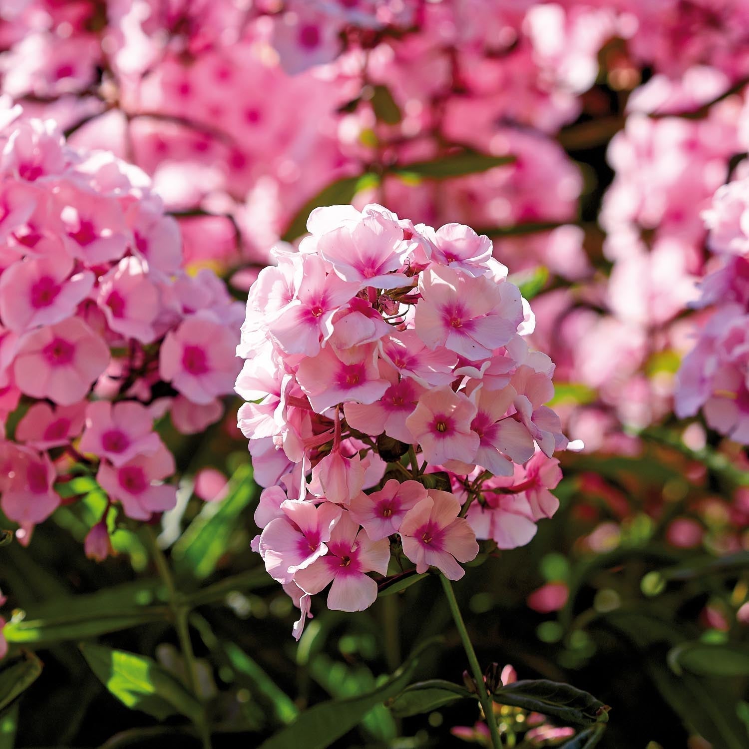 Leimukukka, Phlox 'Bright Eyes'