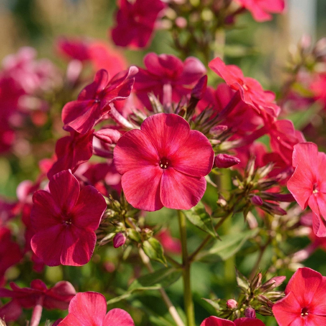 Leimukukka, Phlox 'Starfire'