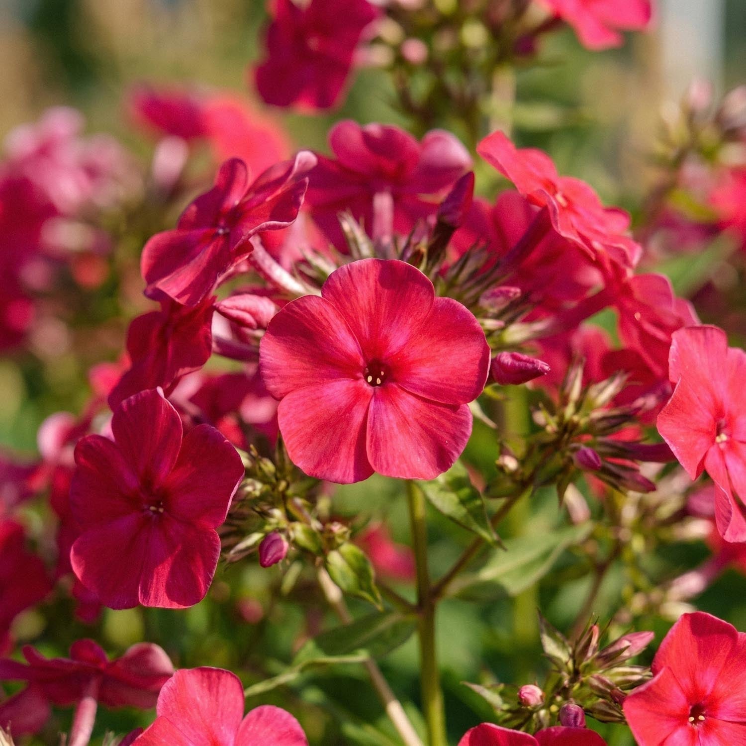 Leimukukka, Phlox 'Starfire'