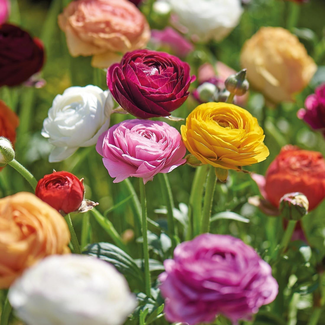 Leinikit, Ranunculus 'Asiaticus'