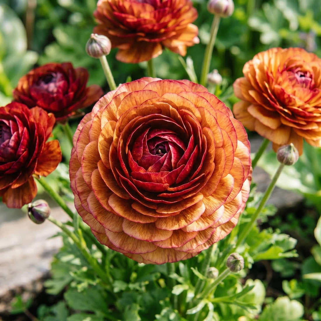 Leinikit, Ranunculus 'Picotee Café'