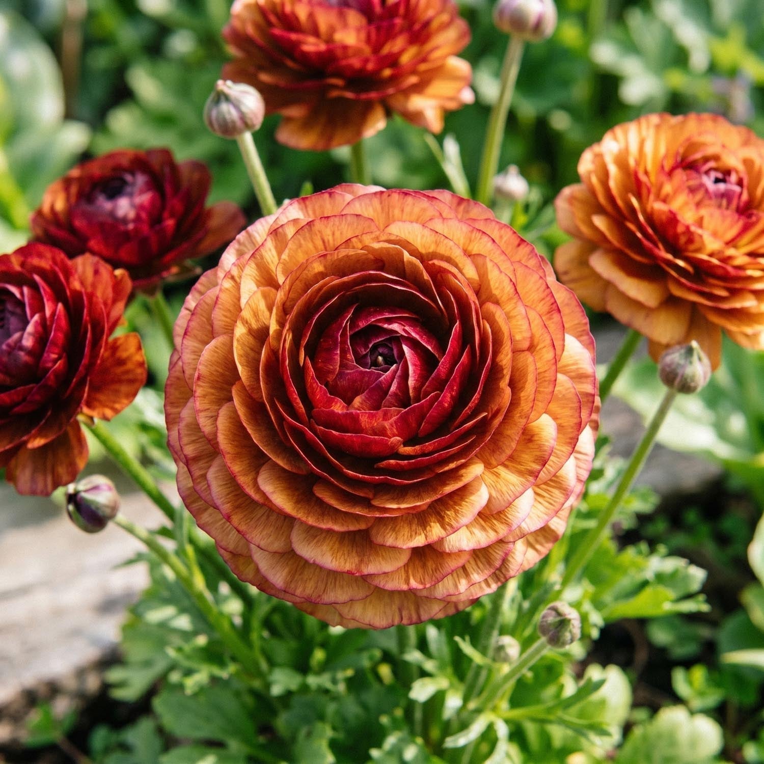Leinikit, Ranunculus 'Picotee Café'
