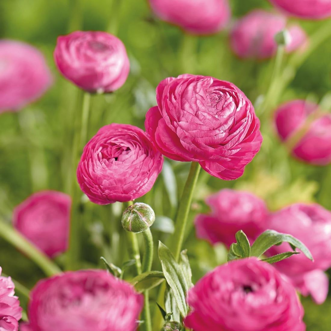 Leinikit, Ranunculus 'Pink'
