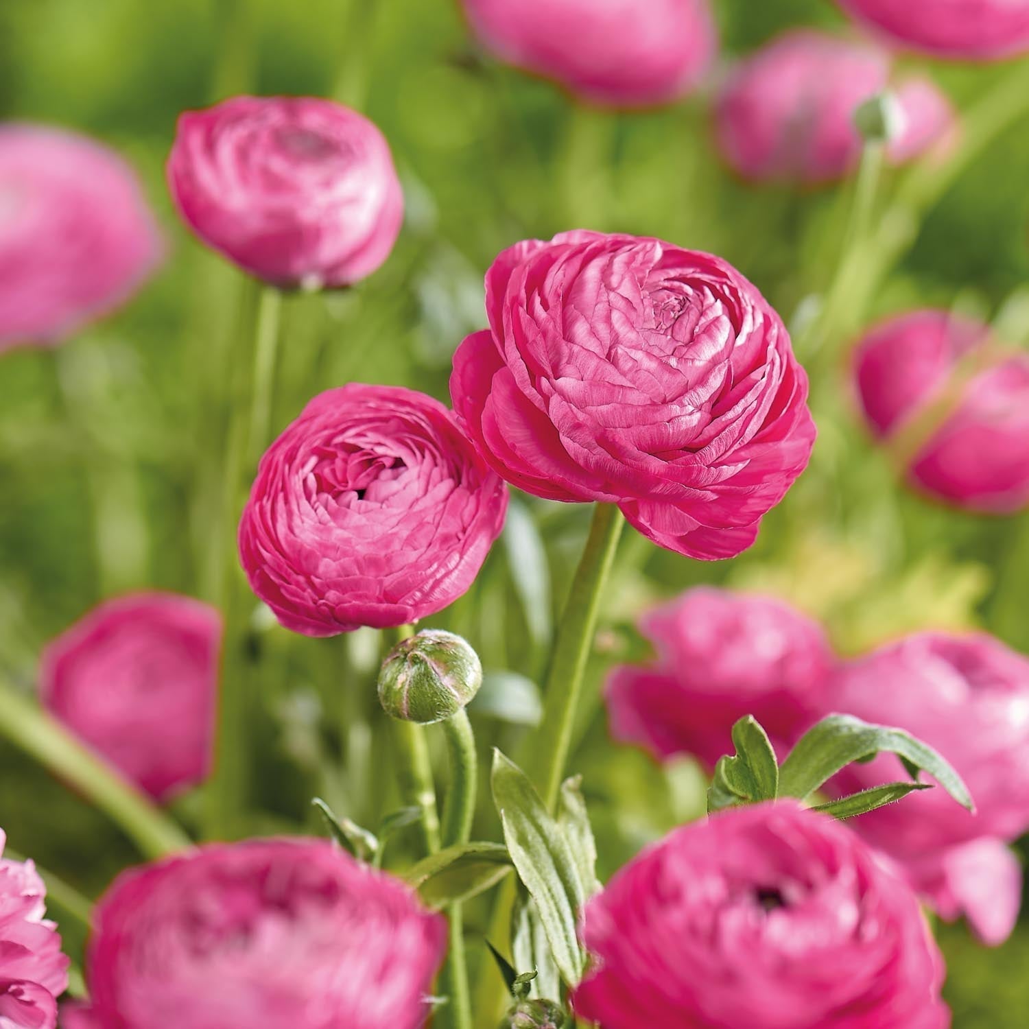 Leinikit, Ranunculus 'Pink'