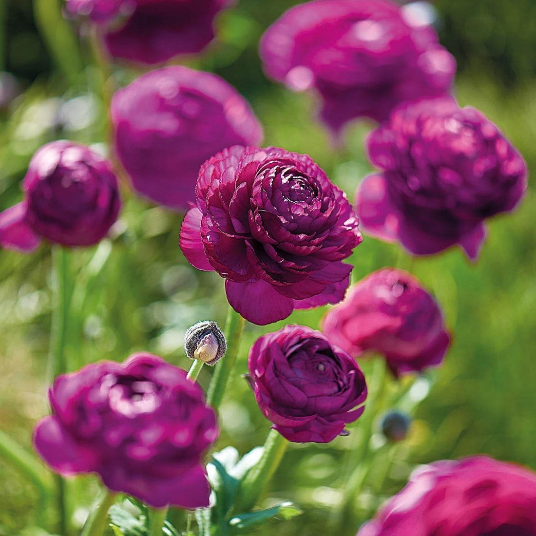 Leinikit, Ranunculus ‘Purple’