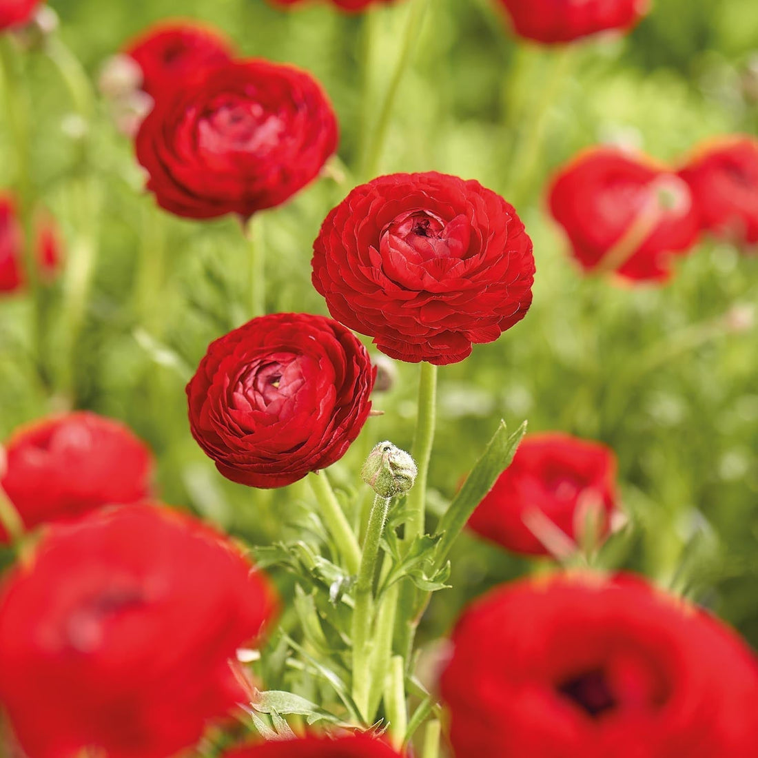 Leinikit, Ranunculus 'Red'