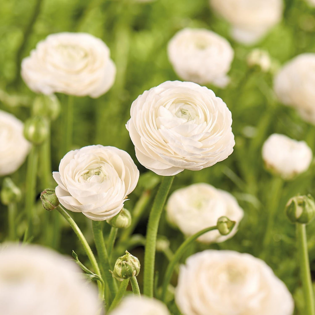 Leinikit, Ranunculus 'White'