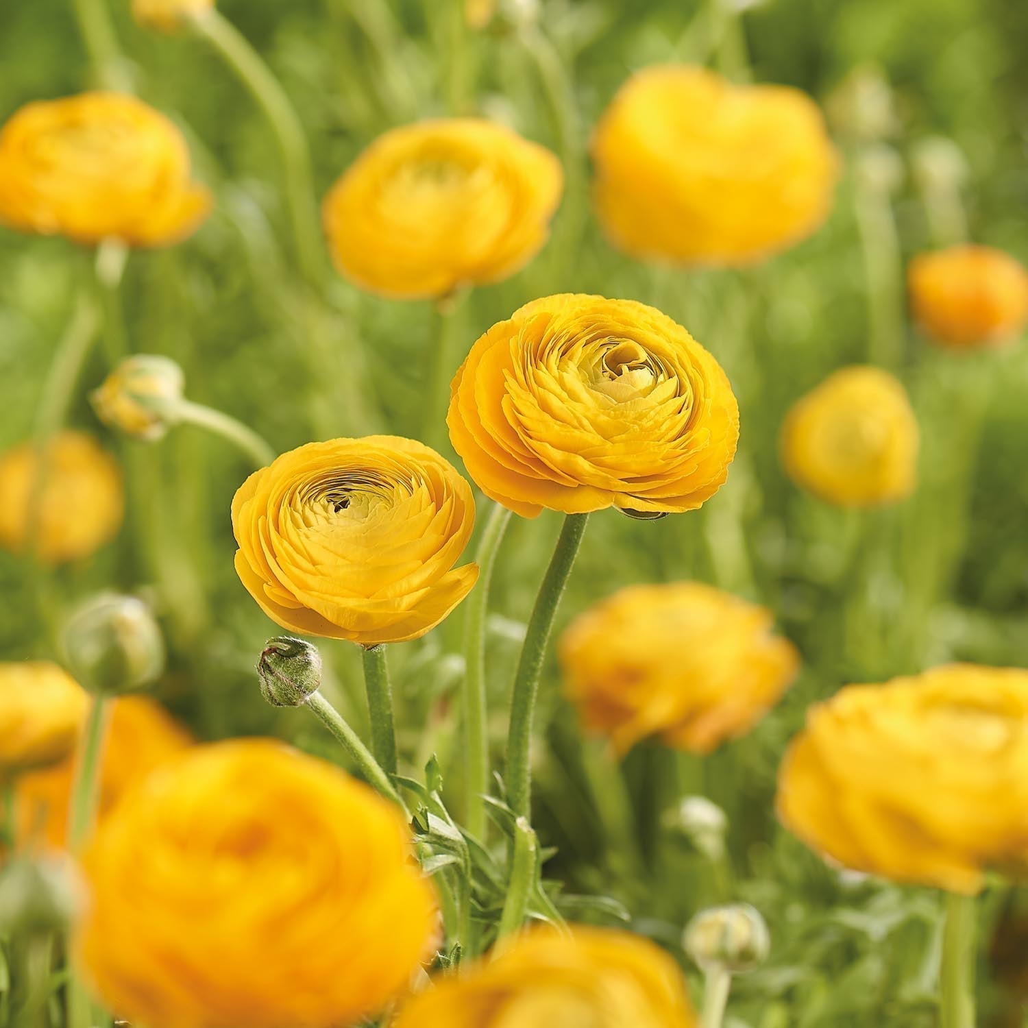Leinikit, Ranunculus 'Yellow'
