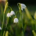 Leucojum 'Aestivum'