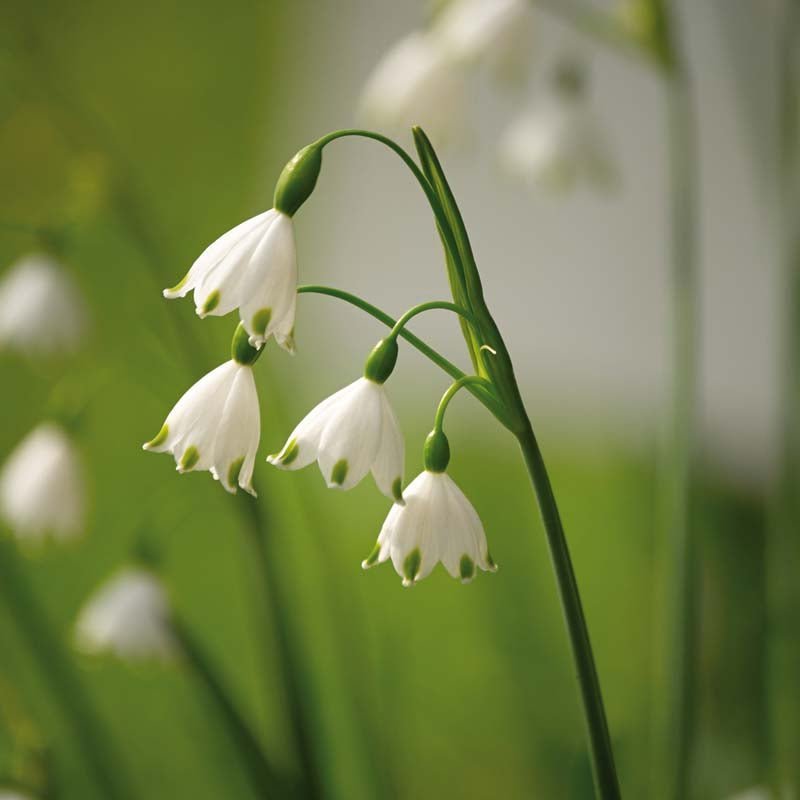 Leucojum 'Aestivum'