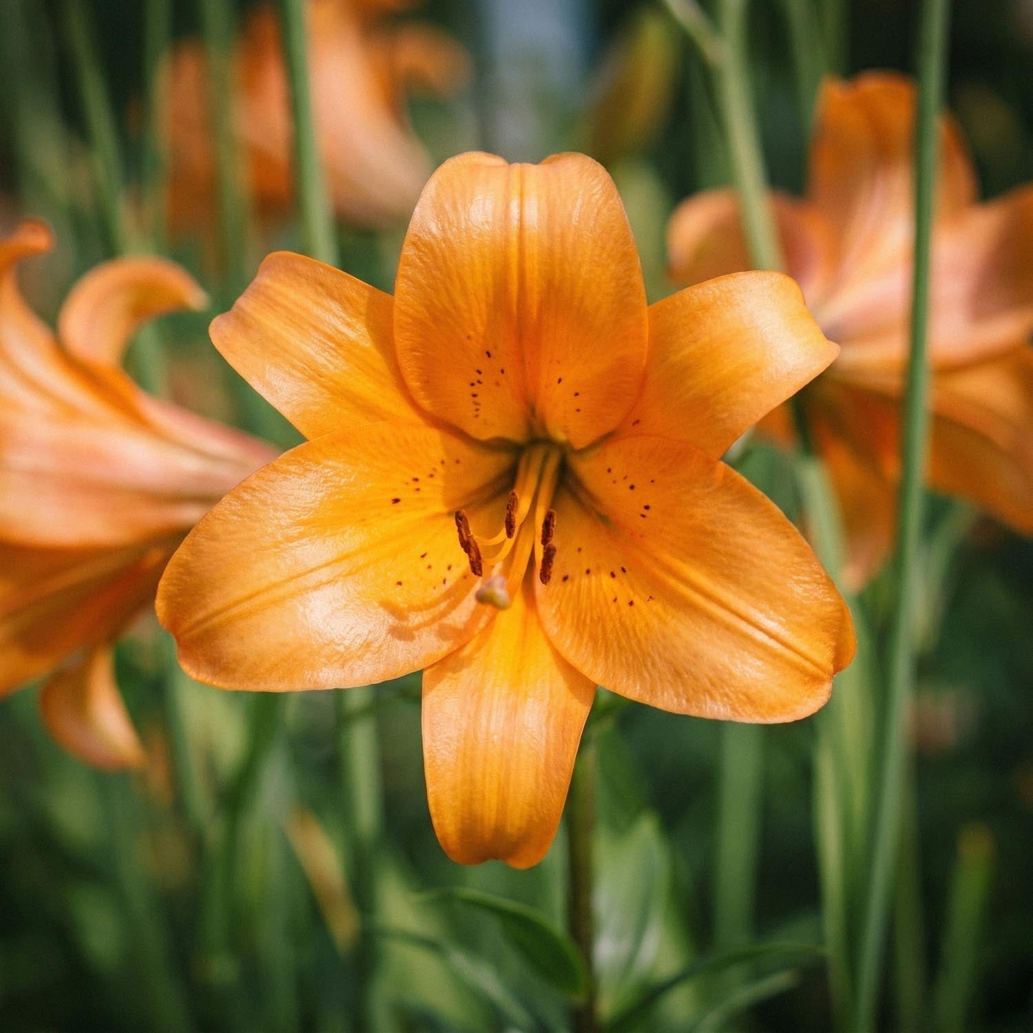 Lilja 'African Queen'
