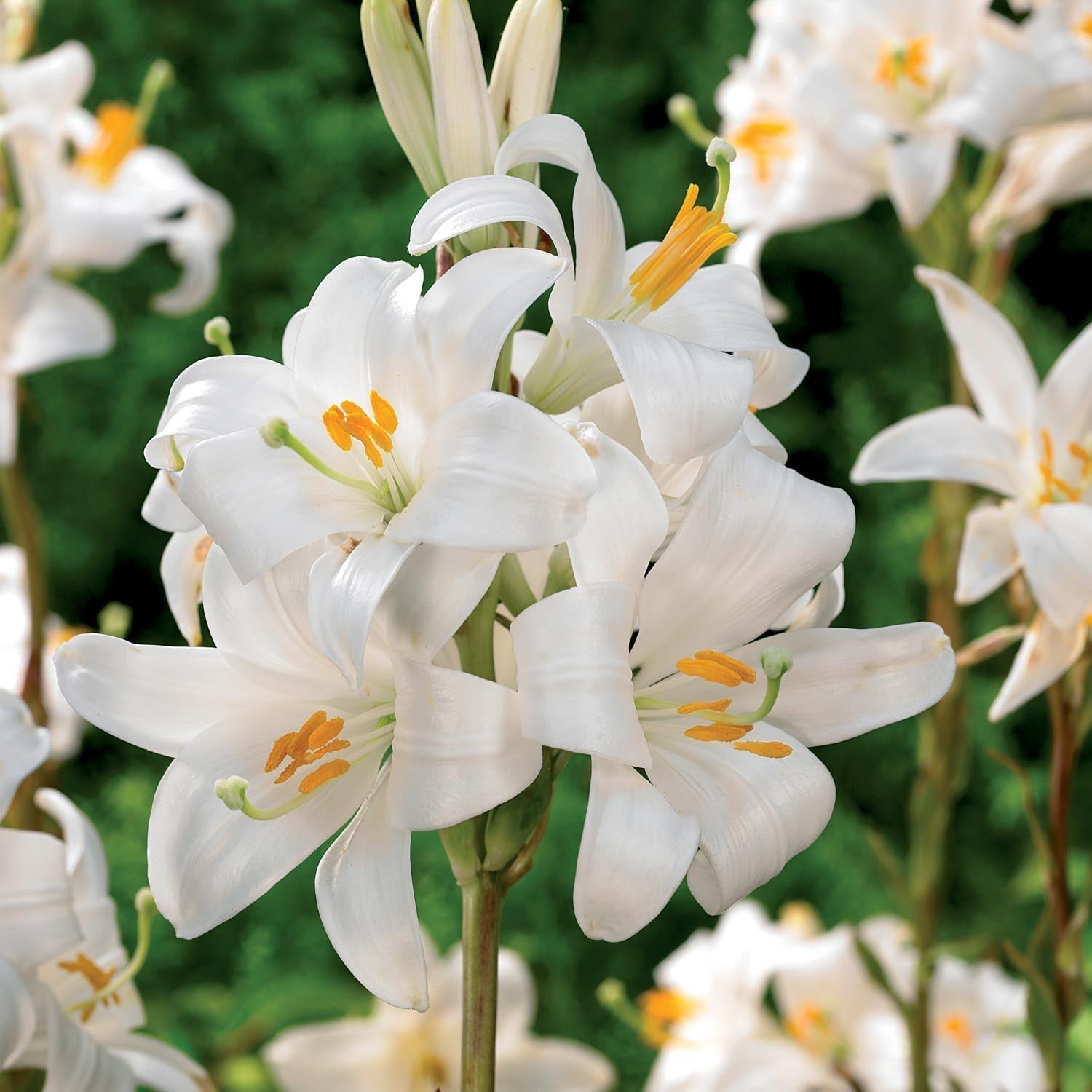 Lilja 'Candidum'
