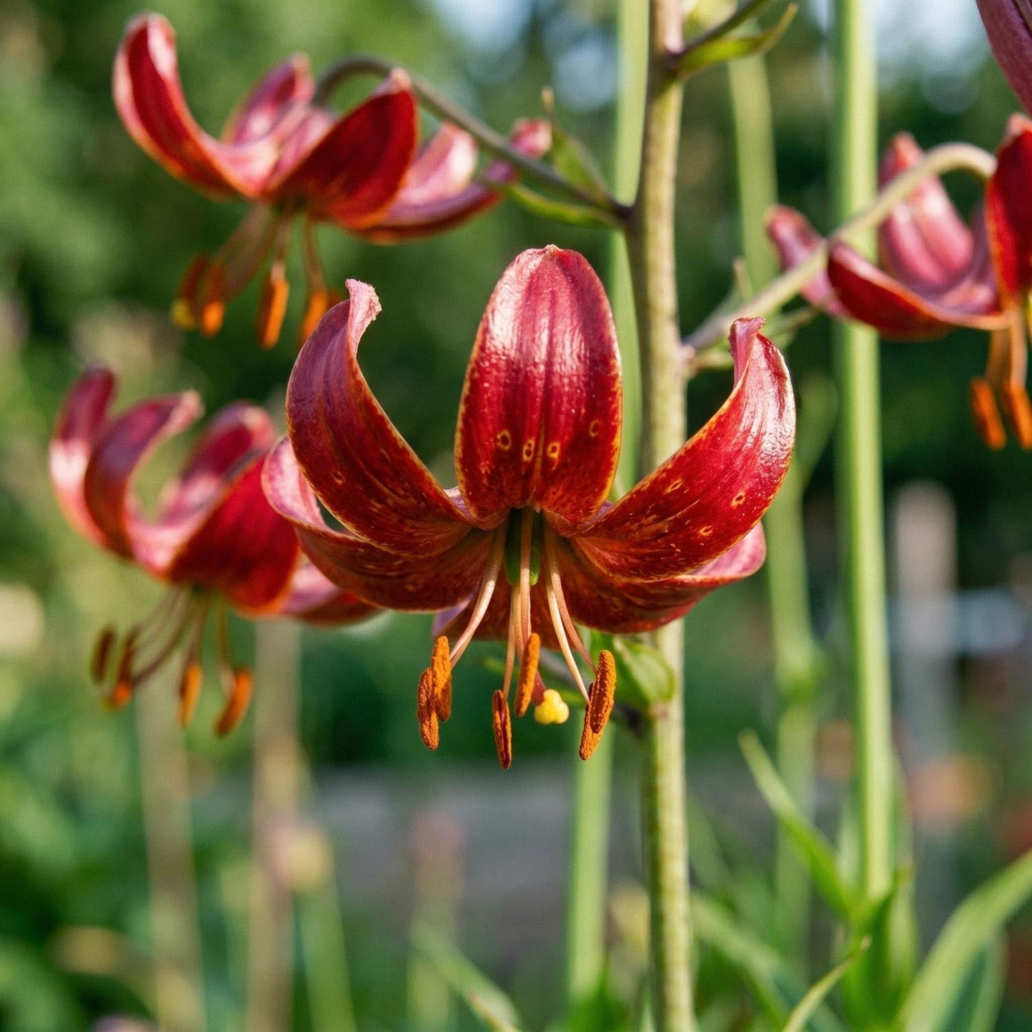Lilja 'Claude Shride'