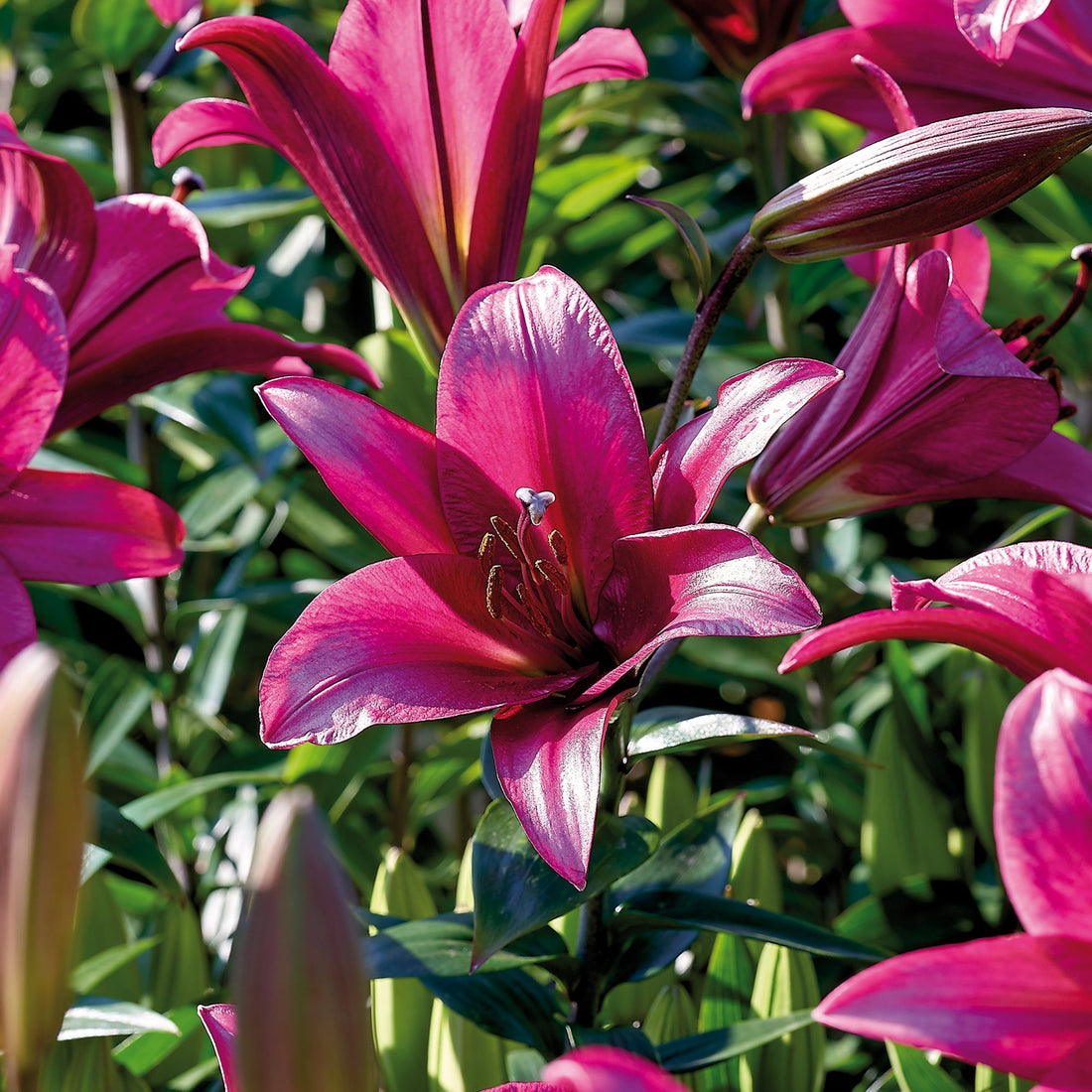 Lilja 'Purple Prince'