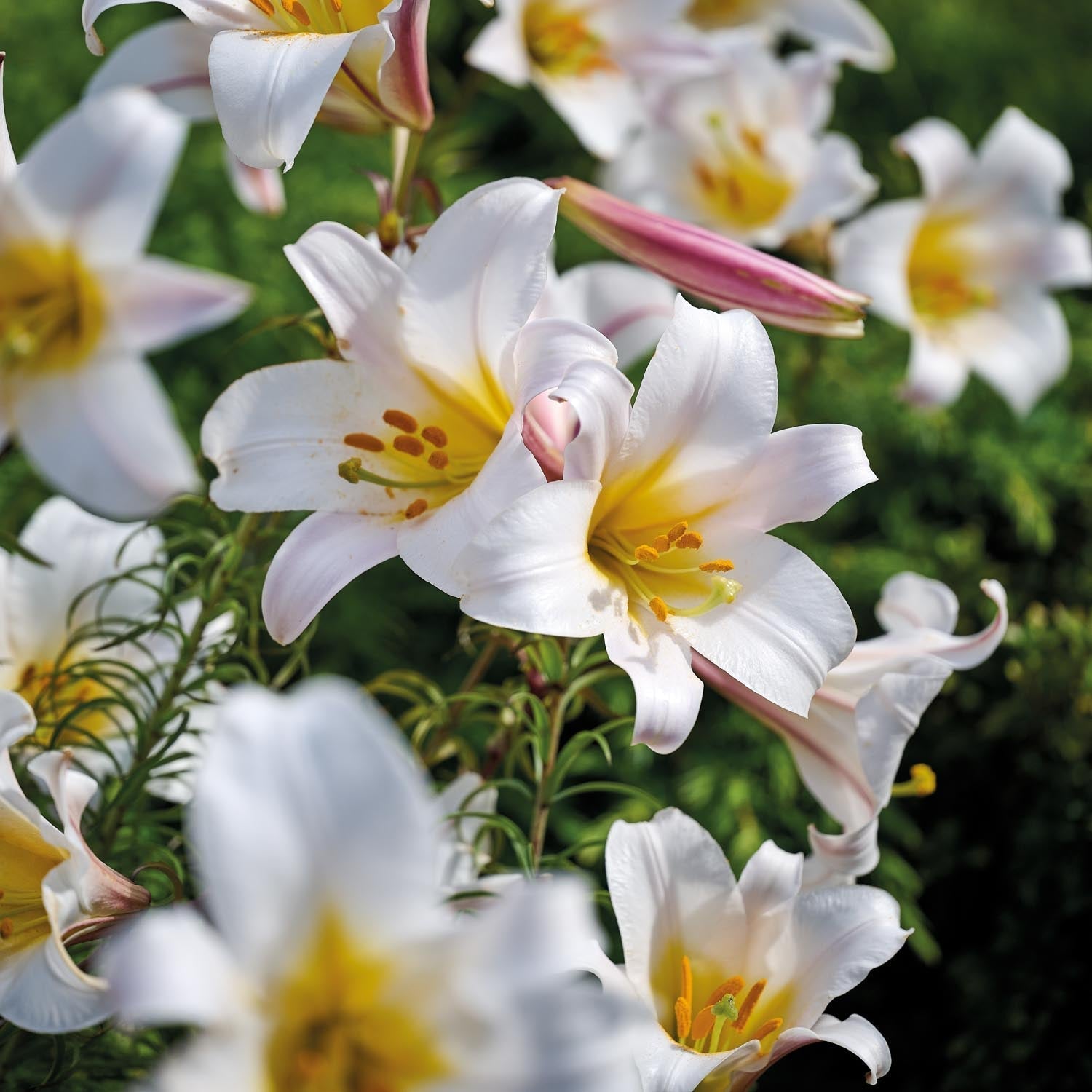 Lilja 'Regale'