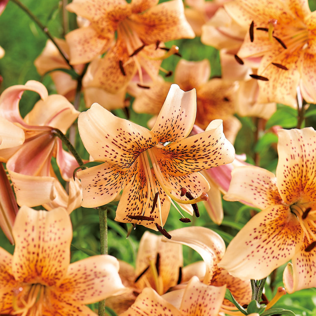 Lilja 'Tiger Babies'