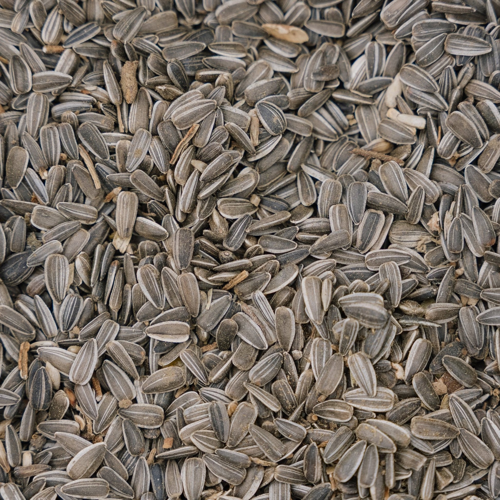 Linnunruoka, Auringonkukan siemenet, luonnollinen, 5 L