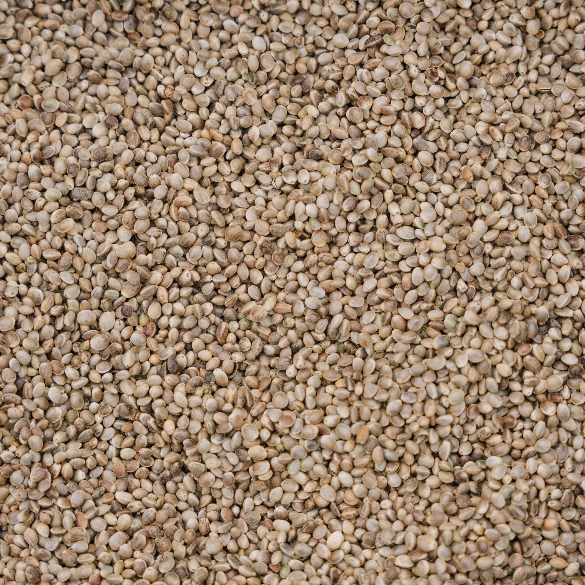 Linnunruoka, Hampun siemenet, 5 L