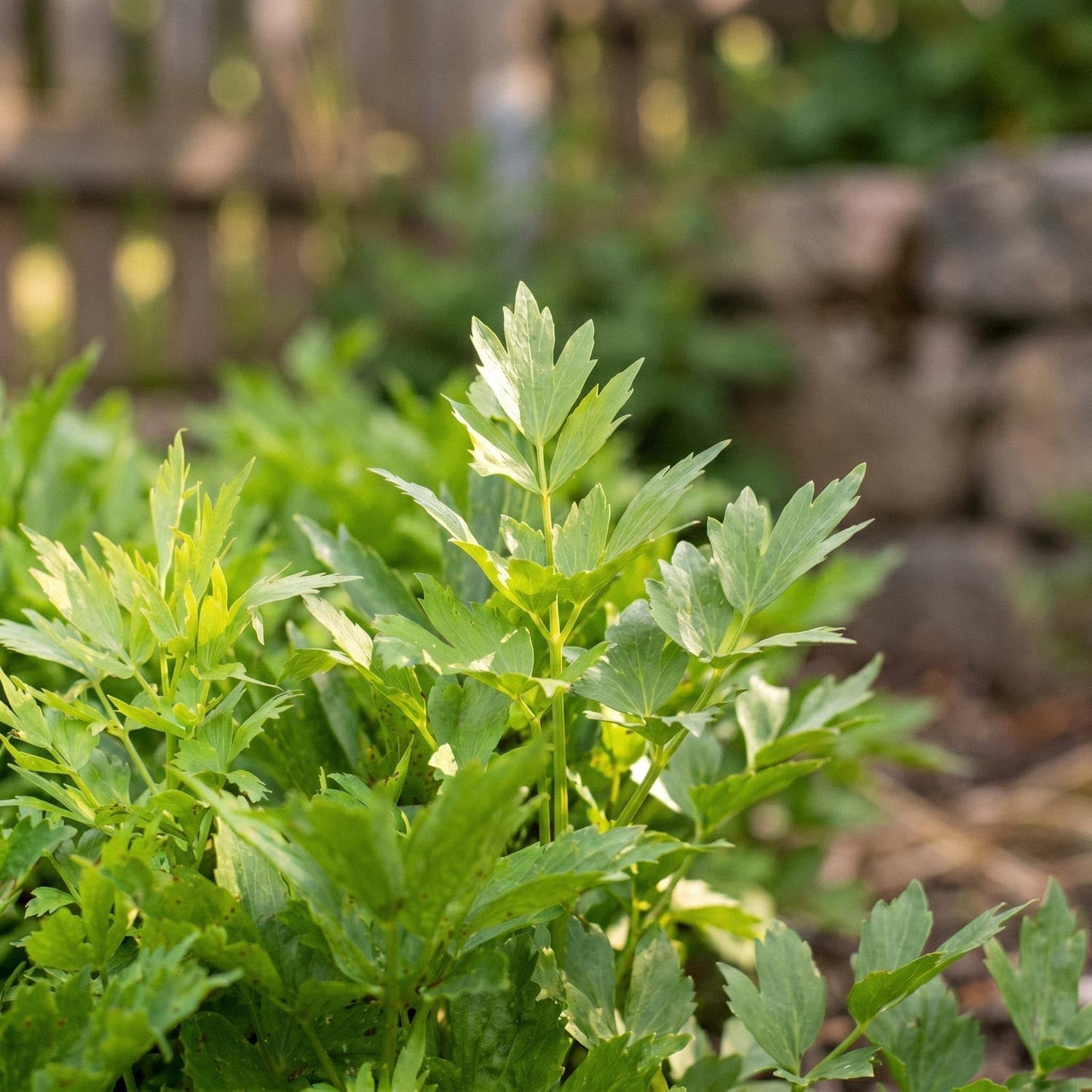 Liperi, Levisticum 'Officinale'