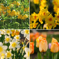 Løglasagne 'Golden Spring'