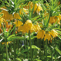 Løglasagne 'Golden Spring'