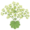 Poimulehti paljasjuuritaimet / Alchemilla
