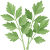 Liperi juurakot / Levisticum
