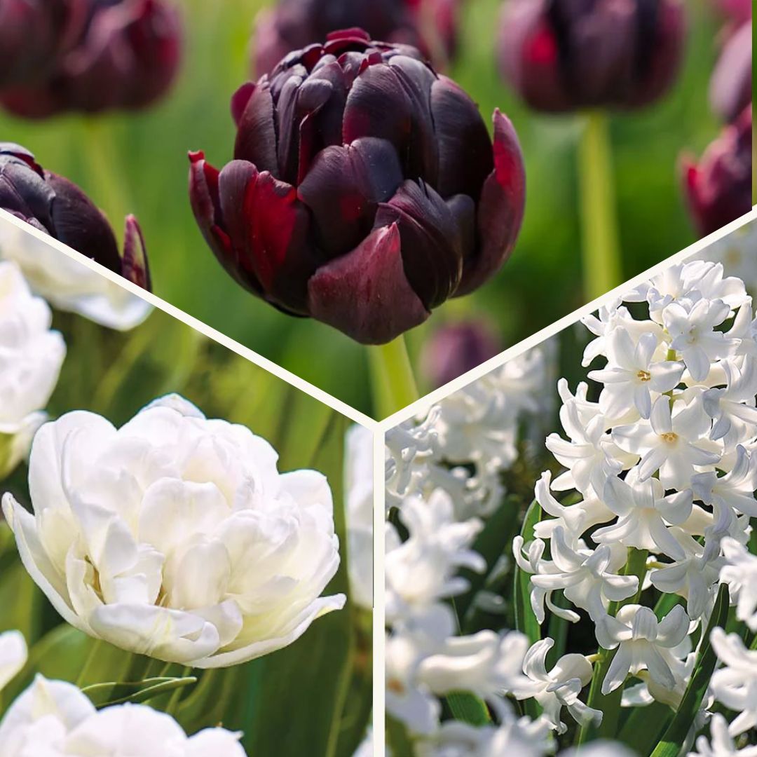 Løglasagne 'Black & White Elegance'