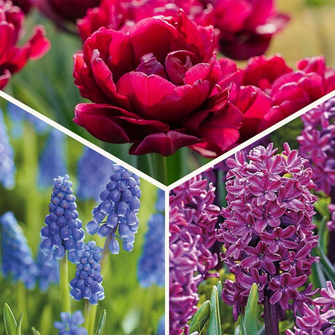 Løglasagne 'Cotton Candy Mix'